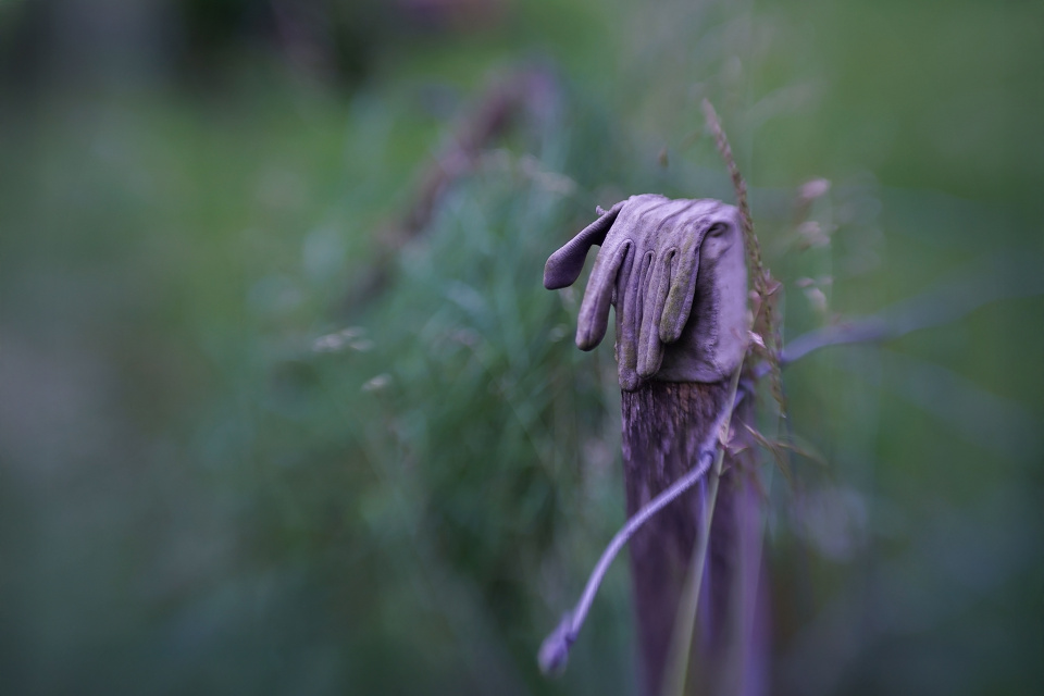 An old gardening glove