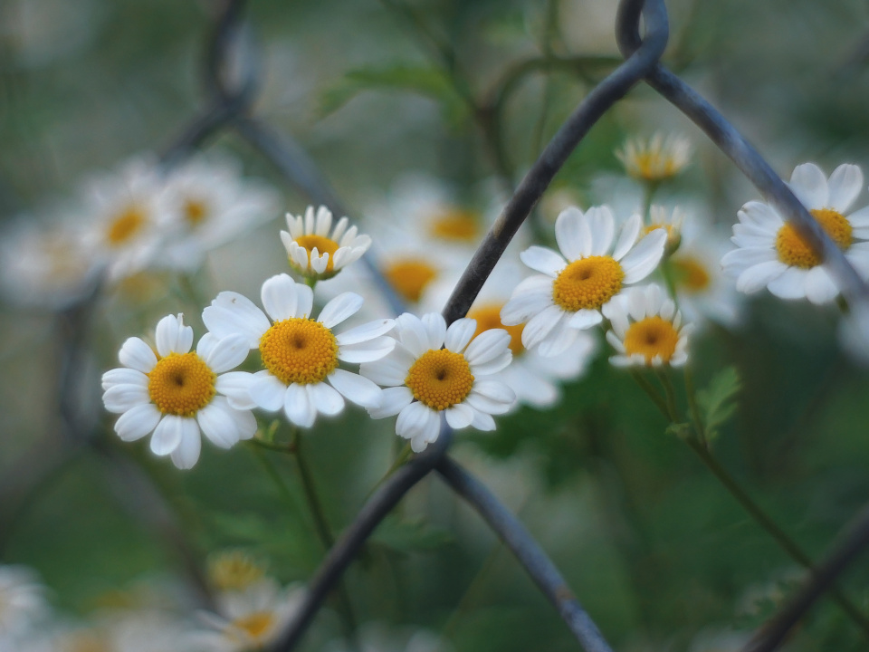 Over the fence