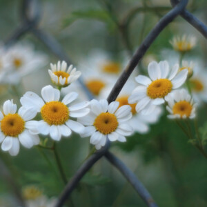 Over the fence