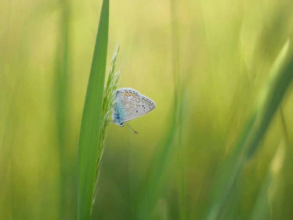 Common blue