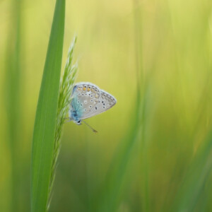 Common blue