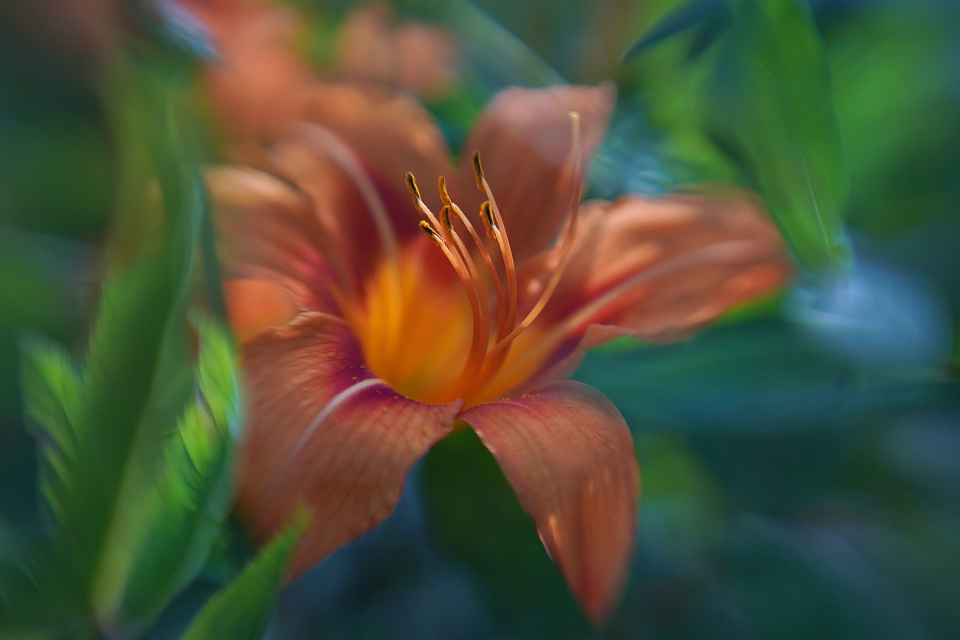 Day lily