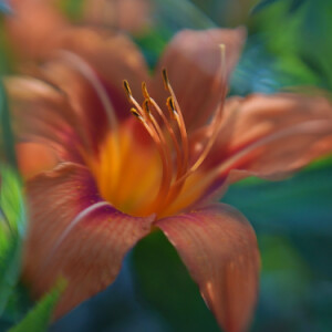 Day lily