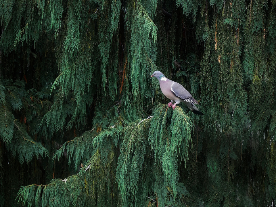 Regular visitor