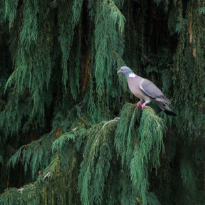 Regular visitor