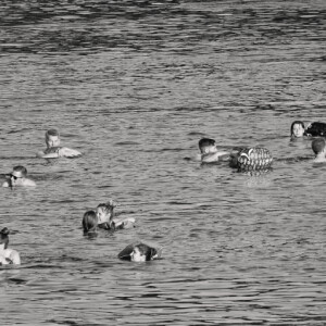 Rhine swimmers