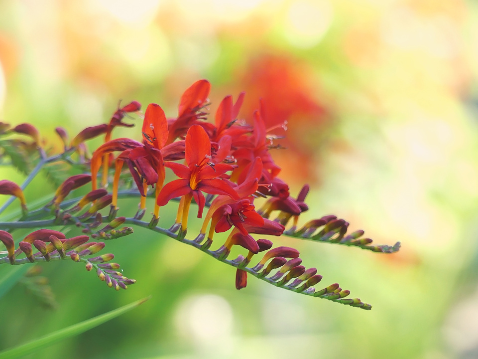 Summer flowers