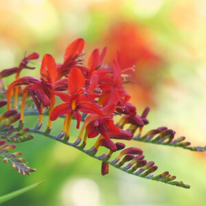 Summer flowers