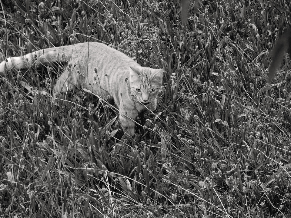 A tiger in the jungle