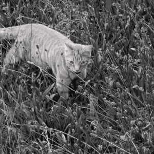A tiger in the jungle