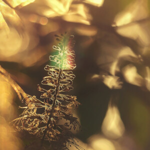 Evening light