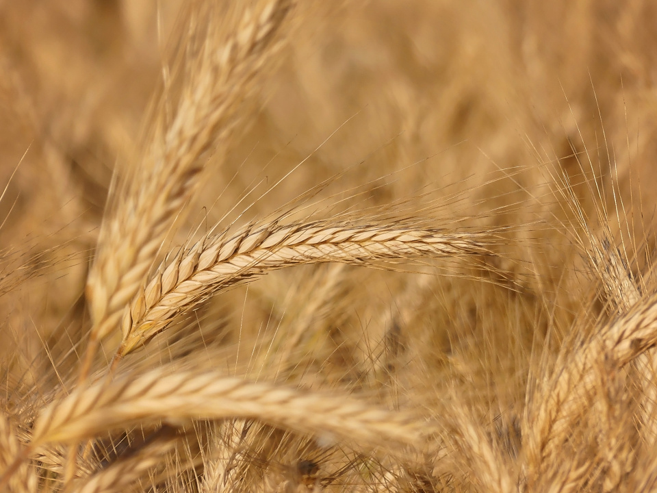 Summer field