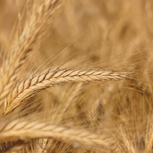 Summer field