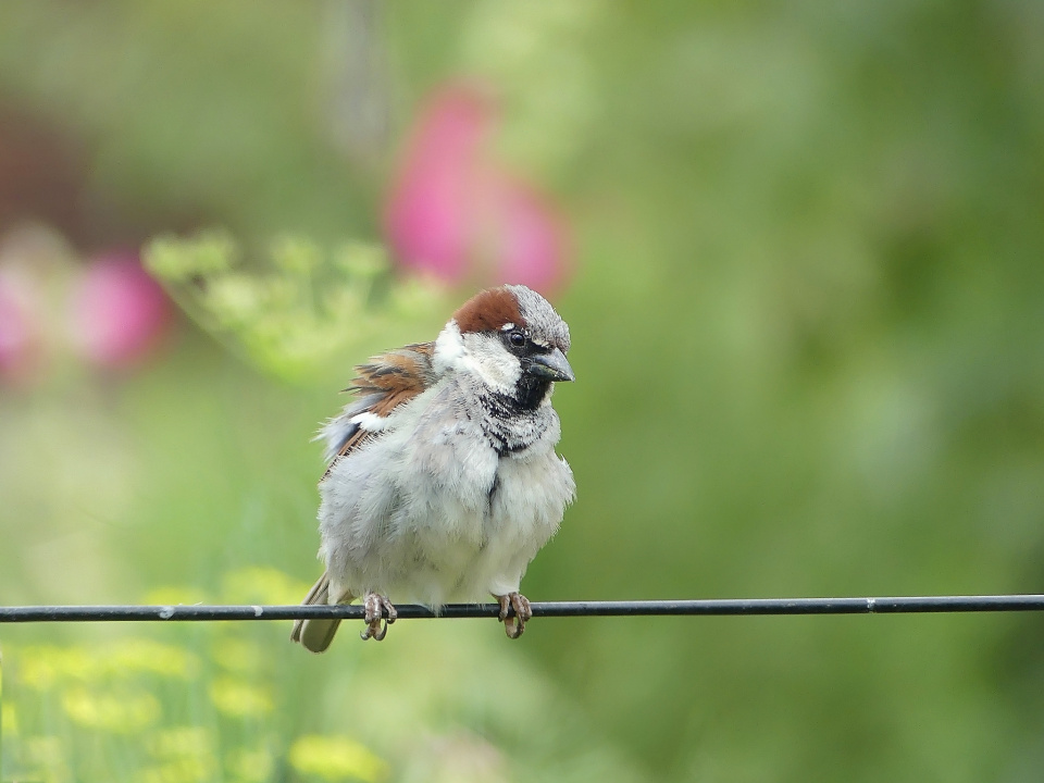 A sparrow