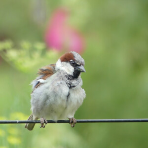 A sparrow