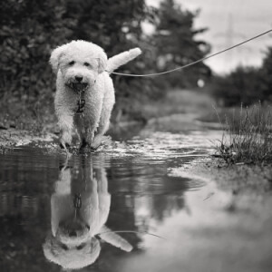 Puddle lover